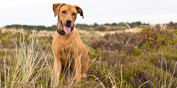 Naturerlebnis mit hund in Dänemark