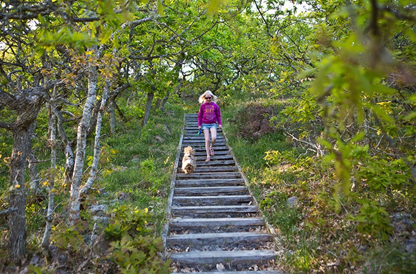 Udflugter Vandre Pige Med Hund